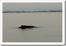 balena-grado
